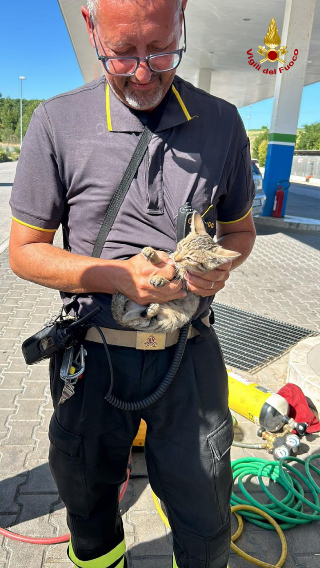 Gattino si intrufola nel motore dell’auto, salvato dai vigili del fuoco